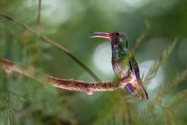 Las Cuevas Biological Station周辺のホテル