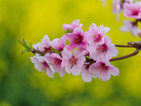 盤古村自然公園