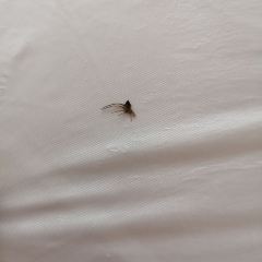 乡村鲜鱼馆 User Photo