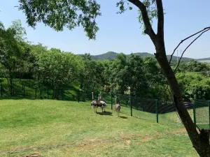 Ziqing Lake Safari Park