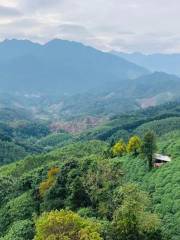 金剛碧綠茶文化園