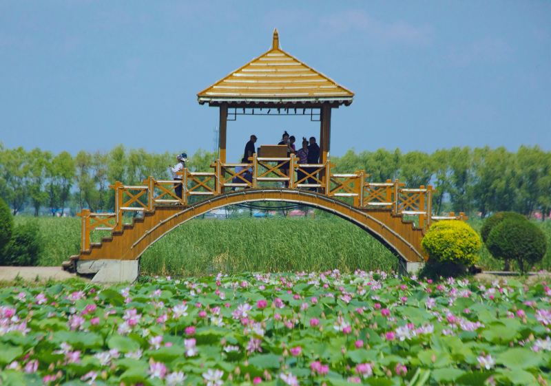 Lotus Lake