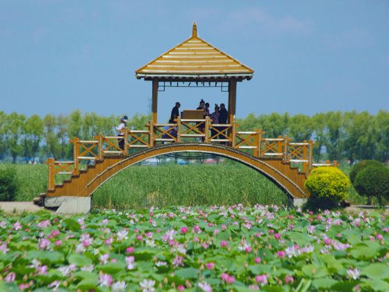 Lotus Lake