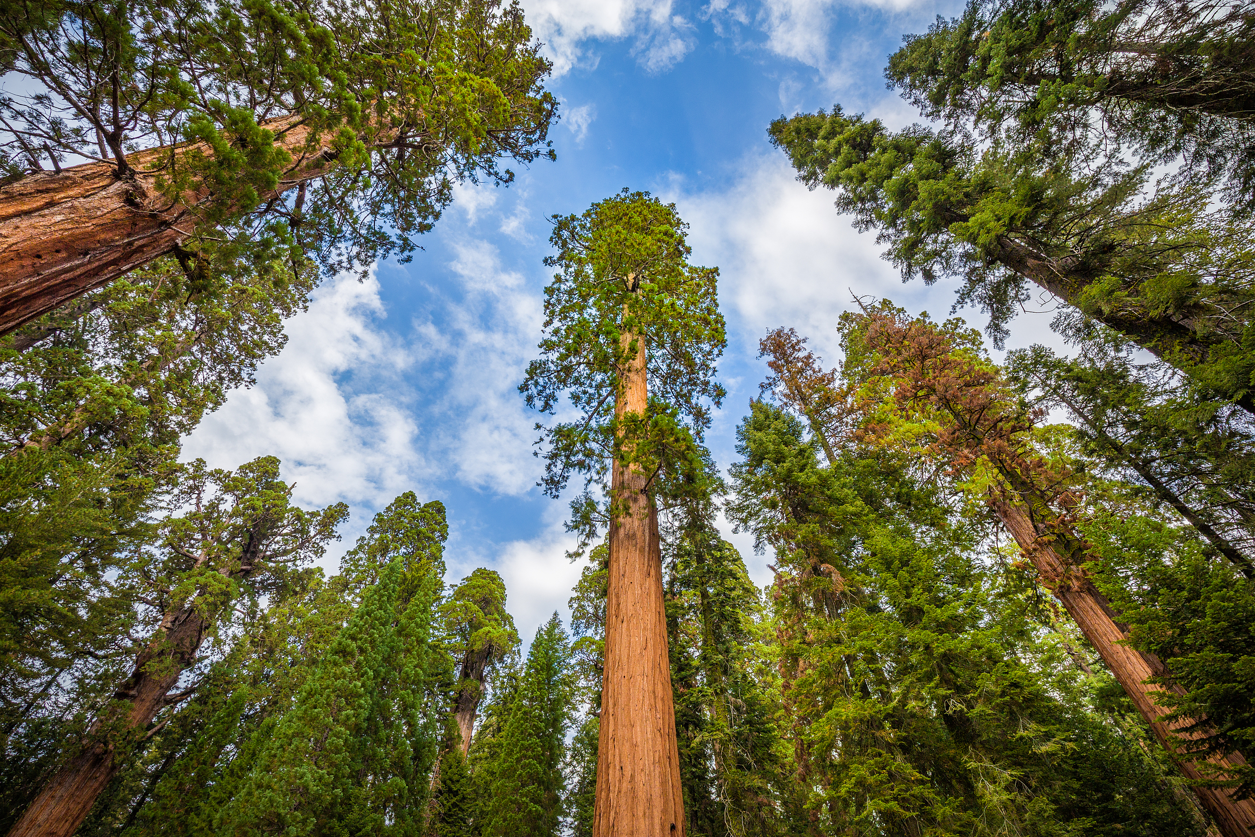 Sequoia National Park
