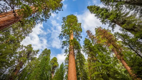 Sequoia National Park travel destination
