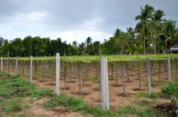 Vé máy bay Coimbatore Hải Phòng