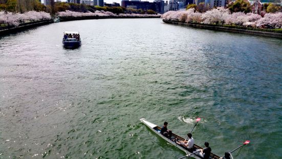 樱花祭过去的。紧贴着大川河岸的水岸公园。距离大阪城只有两公里