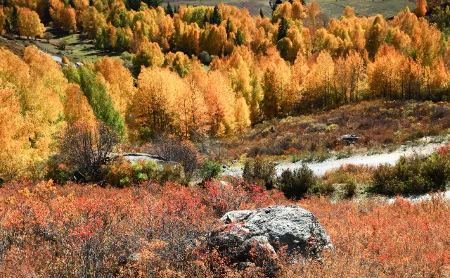 阿勒泰地區賞白樺林