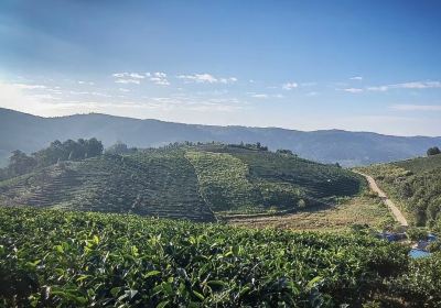 Jingmai Thousand-year 10-thousand-mu Ancient Tea Plantation