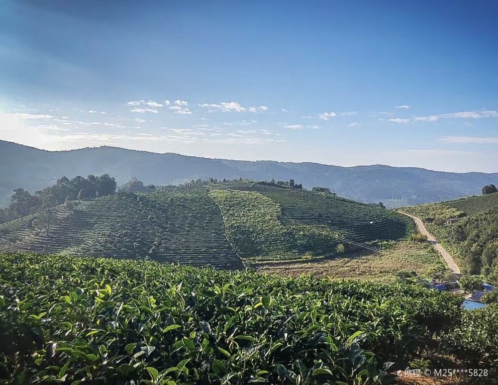 Cultural Landscape of Old Tea Forests of the Jingmai Mountain in Pu’er