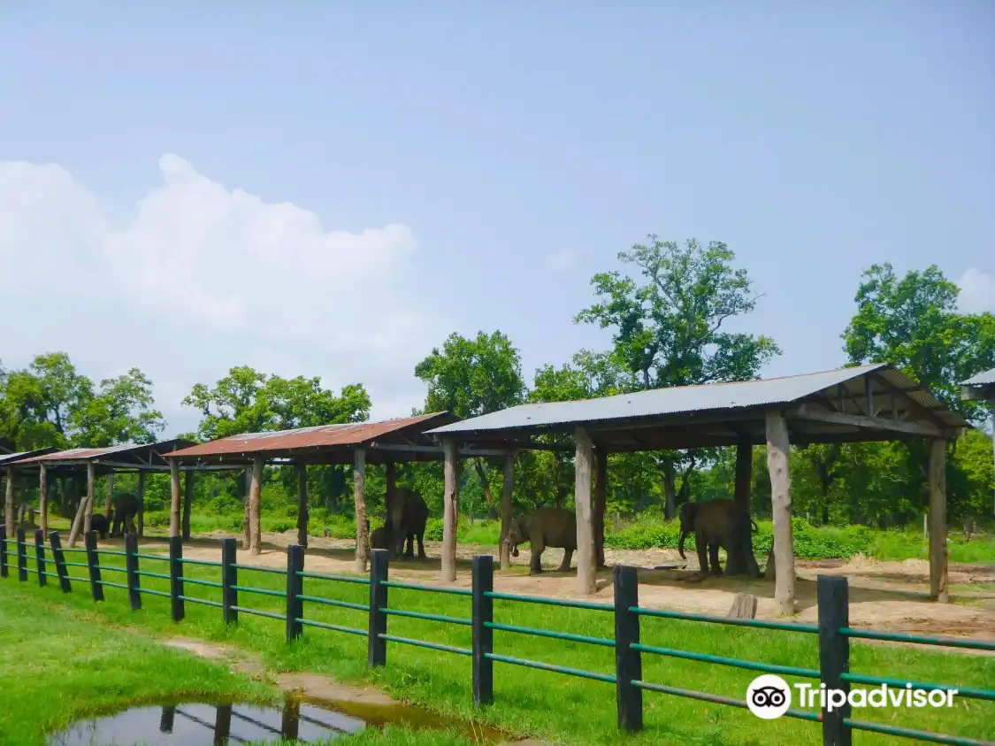 Hotels near Elephant Breeding Center
