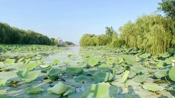 湖北潛江返灣湖國家濕地公園