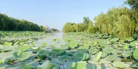 湖北潛江返灣湖國家濕地公園