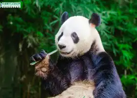 Guangzhou Chimelong Tourist Resort