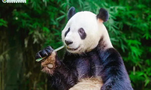 Guangzhou Chimelong Tourist Resort
