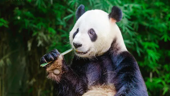 Guangzhou Chimelong Tourist Resort