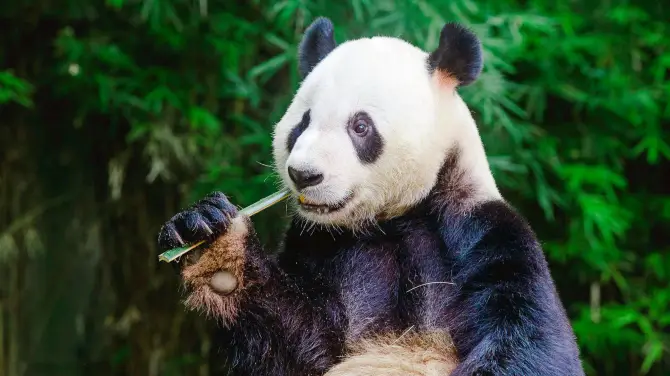 2_Guangzhou Chimelong Tourist Resort