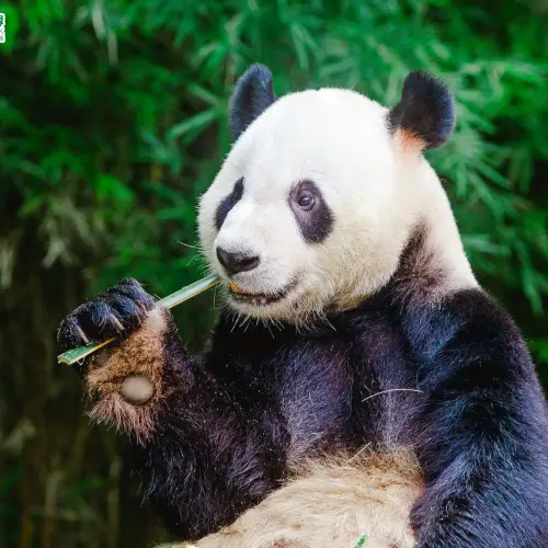 廣州長隆度假區