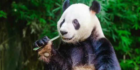 廣州長隆度假區