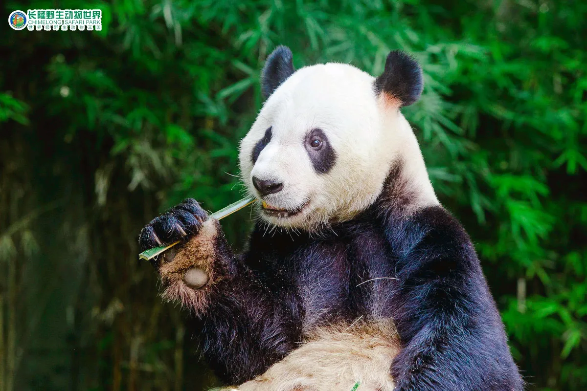 2_Guangzhou Chimelong Tourist Resort