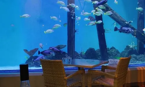 Dundees at the Cairns Aquarium