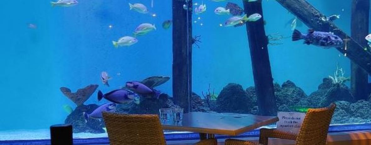 Dundees at the Cairns Aquarium