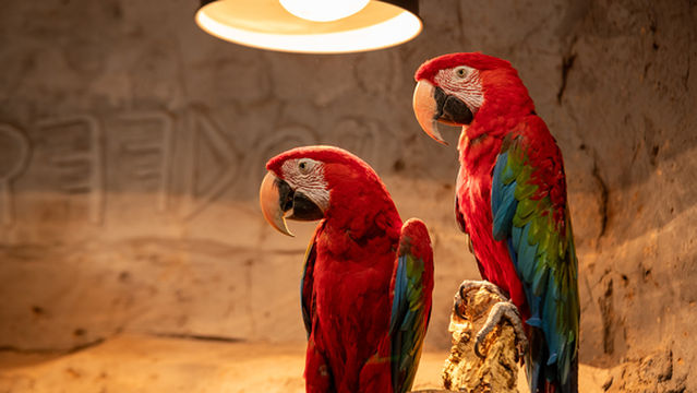 zoolungzoolung Animal Theme Park (Hisense Plaza Changsha Branch)