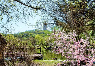 Jingyue Pond