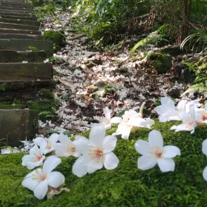 土城桐花公園
