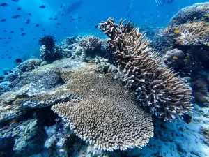 Diving in Semporna