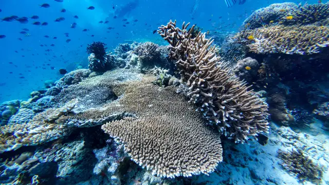 Diving in Semporna