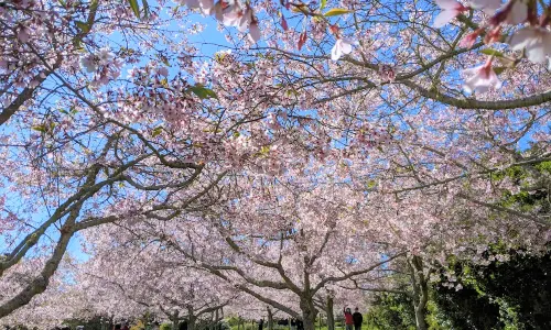 Auckland Botanic Gardens