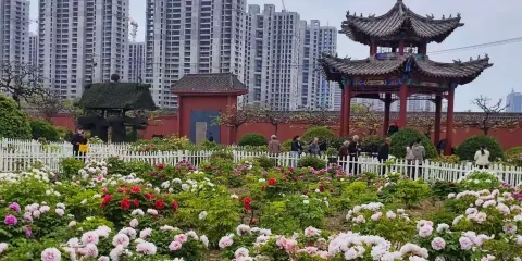 古今牡丹園