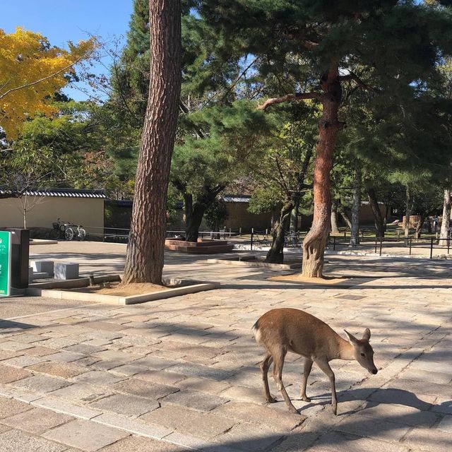 【 童話世界般的奈良公園 】