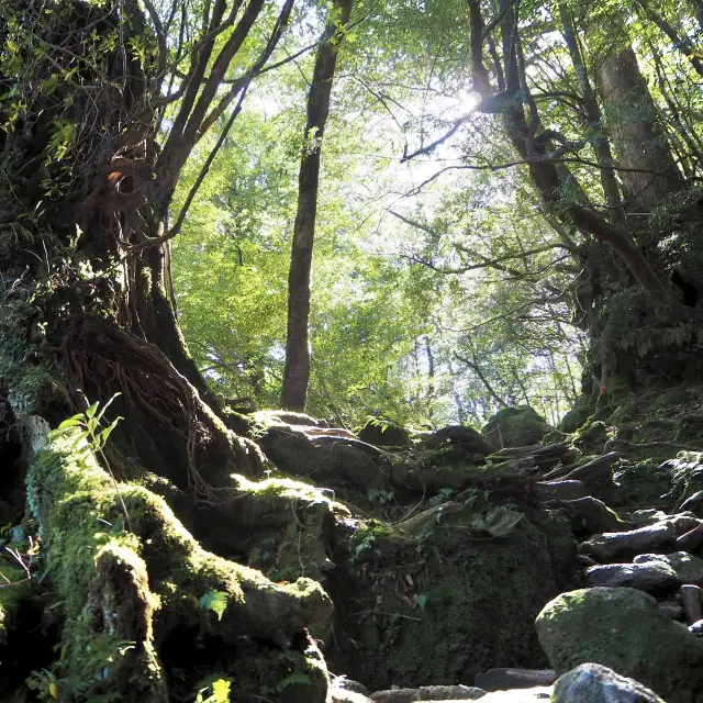 もののけ姫の元となった「苔むすの森」