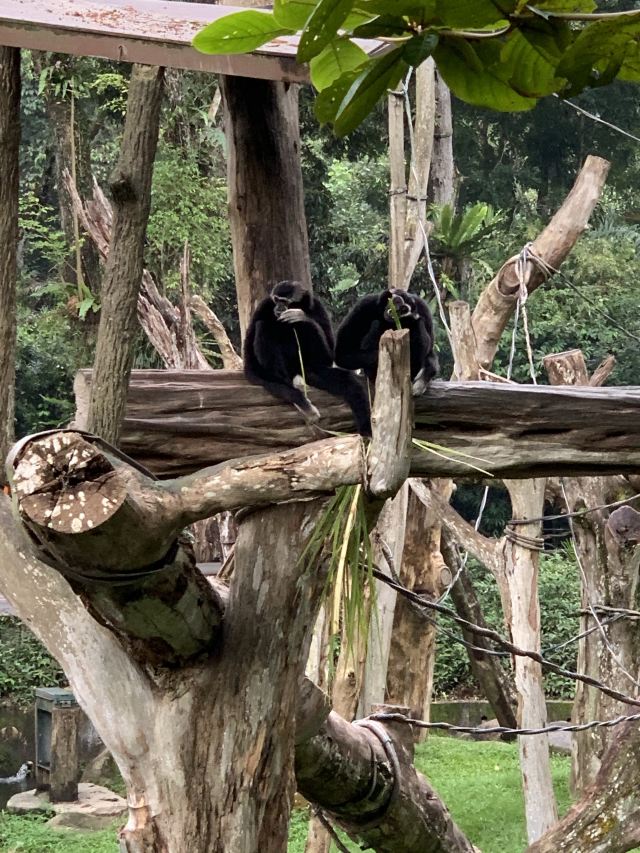 Singapore Zoo