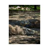 Komodo Dragons on Rinca Island