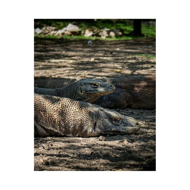 Komodo Dragons on Rinca Island