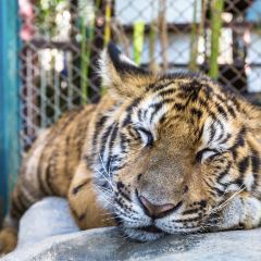 Tiger Kingdom Travel Guidebook Must Visit Attractions In Chiang Mai Tiger Kingdom Nearby Recommendation Trip Com