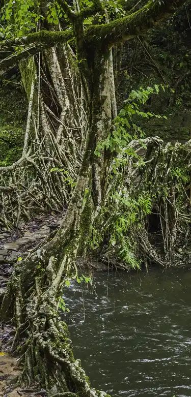 Hotels With Pools in Meghalaya, India