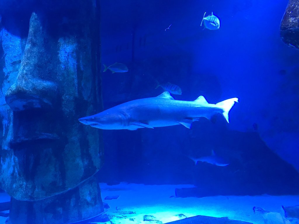 ロンドン水族館のレビュー ロンドン水族館のチケット ロンドン水族館の割引 ロンドン水族館の交通機関 所在地 営業時間 ロンドン水族館周辺の観光スポット ホテル グルメ Trip Com
