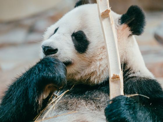 神戶市立王子動物園