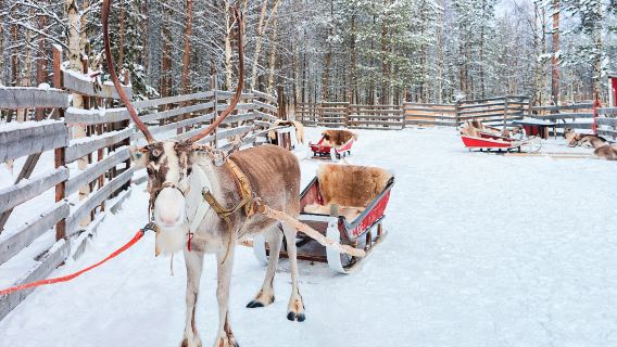 Excursión en trineo tirado por perros desde Lelevi, Finlandia