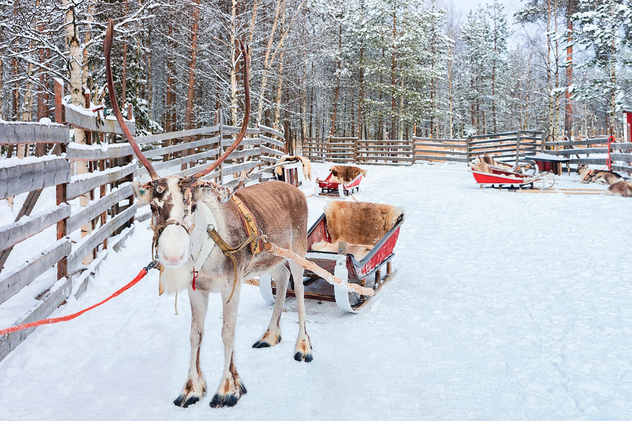 Departing from Levi, Finland: Dog Sledding Adventure