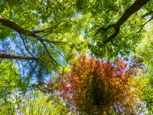 Xiangshan Mountain Forest Park