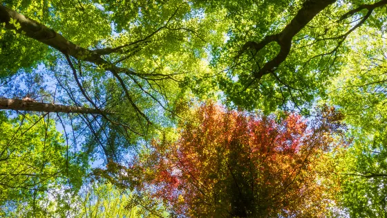 相山國家森林公園