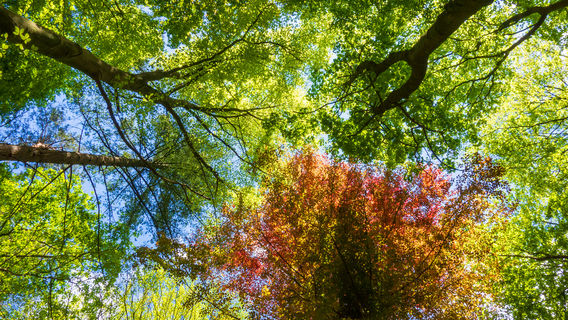 Xiangshan National Forest Park