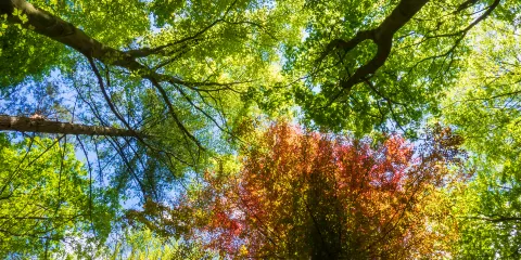 相山國家森林公園