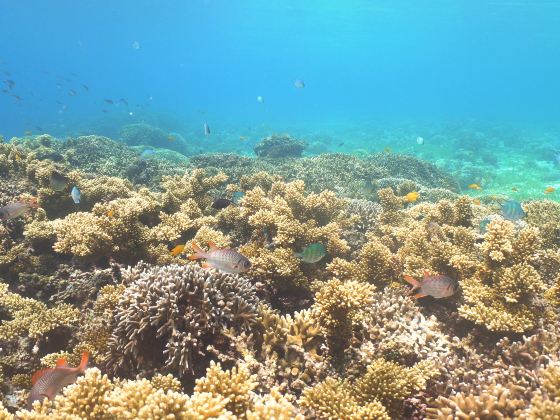 Yalong Bay Diving