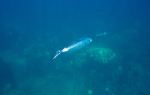 Monterey Bay Aquarium